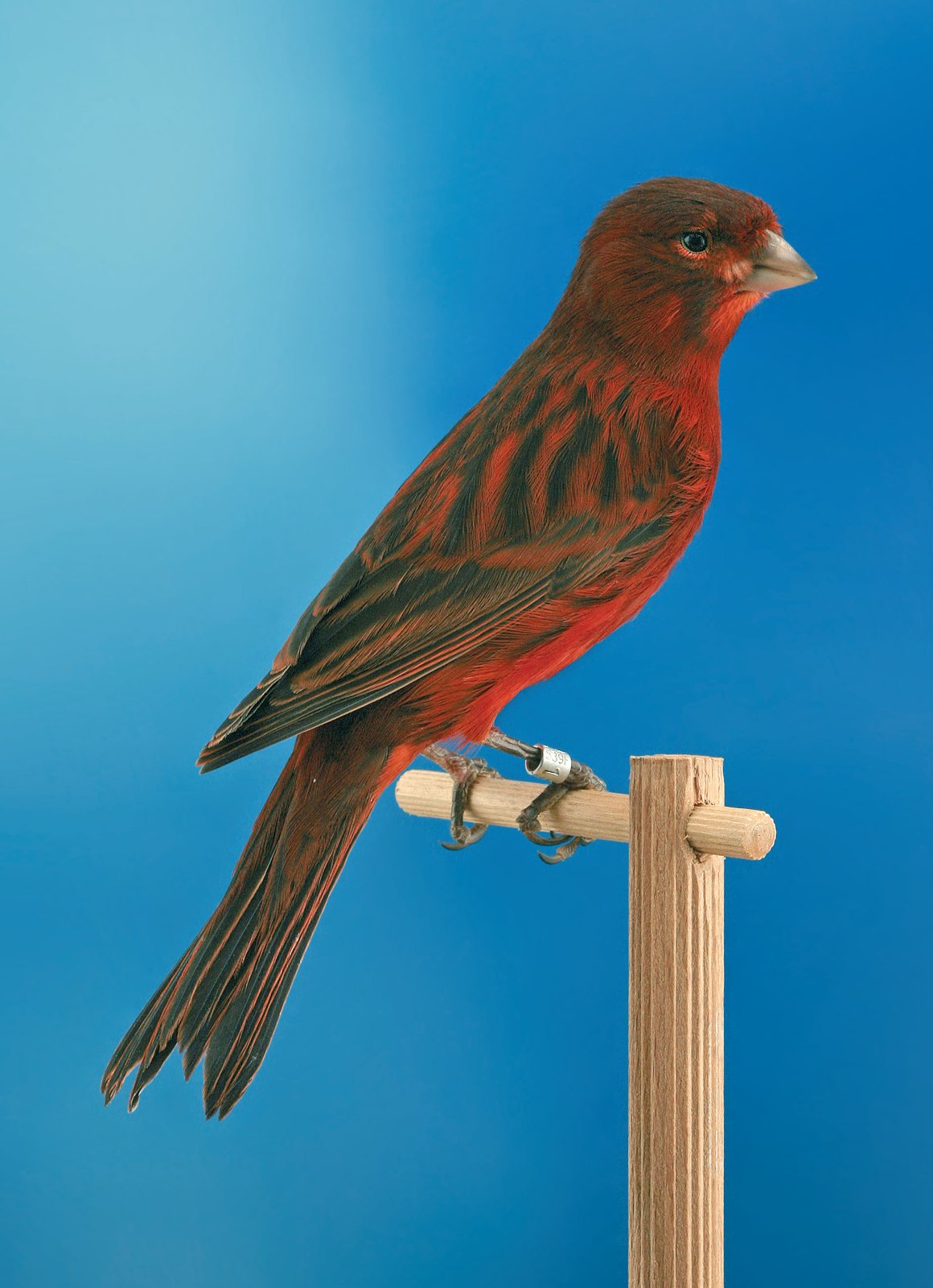 Negro intenso rojo El pico no tiene la misma oxidación que las patas. Estas últimas, además, han perdido parte de la dotación originaria de negro (lo que se puede apreciar mejor en la pata izquierda), quizá por una descamación o quizá por factores alimentarios. Algunos criadores suelen someter a sus ejemplares a baños de sol, otros suministran sustancias extraídas de una planta que debería favorecer o estimular el proceso enzimático que induce la oxidación. En cualquier caso, el factor primario para obtener una buena oxidación es la dotación genética. El diseño es óptimo (bigotes bien marcados, se entrevén las estrías de la cabeza); el diseño del dorso es completo, ancho y largo; el diseño de los flancos es visible aunque interrumpido por ligeros rebufos del plumaje; las marcaciones de rémiges y timoneras tiene las dimensiones y la tonalidad adecuada, similar a la de las estrías. Por lo que se refiere a la oxidación del fondo, es de buen nivel. Por lo general, para indicar la tonalidad exacta se hace referencia al “rojo caoba”. A destacar cómo el color del fondo aparece más límpido en la zona abdominal que se extiende hacia el flanco derecho, algo natural y, por consiguiente, aceptado. Por el contrario, la mutación Cobalto oscurece también esta zona. Una última consideración referida al reborde de rémiges y timoneras, que esta coloreado de rojo, porque el ejemplar ha recibido colorante desde el nacimiento. Esto permitirá su participación en los concursos internacionales, sin sufrir penalización, y la ocultación de los residuos de feomelanina que permanece en los rebordes de las rémiges.