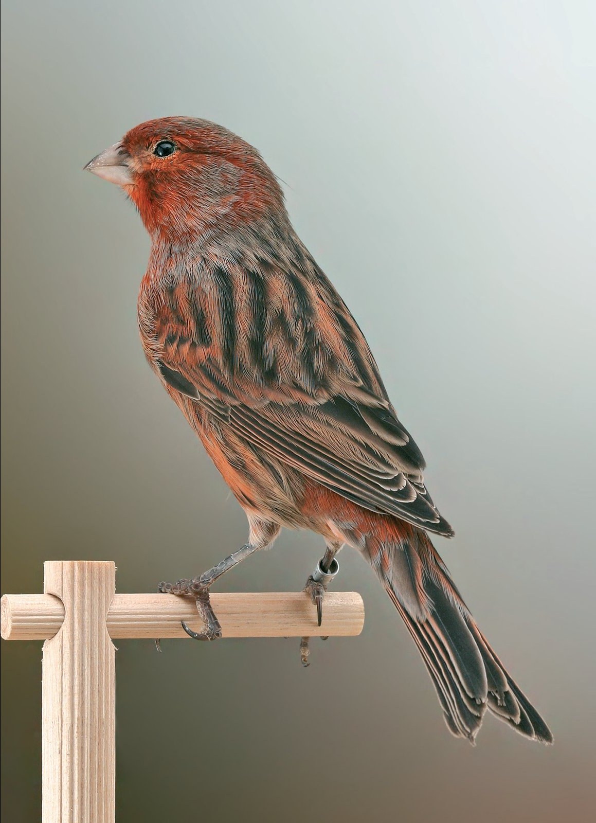 Negro nevado rojo marfil Otro ejemplar óptimo, si bien la coloración rojo marfil rojo marfil consigue esconder la presencia, aunque mínima, de feomelanina.