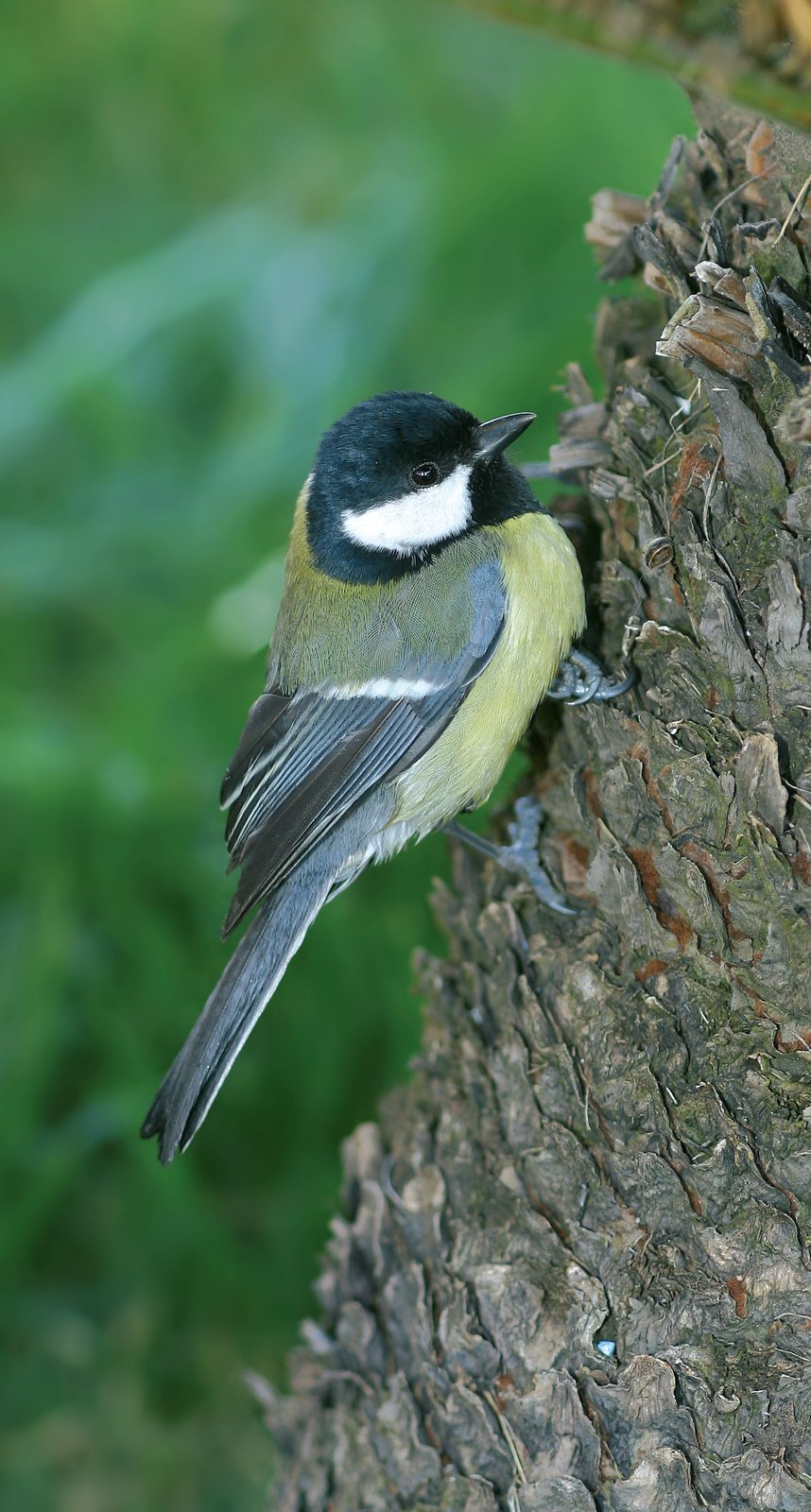 En el Carbonero común (Parus major) tenemos un ejemplo de cómo las melaninas pueden originar tanto coloraciones pigmentarias como colores estructurales. La tonalidad azulada de las plumas fuertes se debe al azul Tyndall, la cabeza negra es muestra evidente de melaninas, mientras que el abdomen dorado manifiesta la presencia de pigmentos carotenoides.