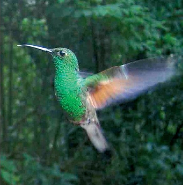 Las plumas del colibrí tienen un color particularmente brillante. Su coloración no se debe a la pigmentación de las plumas. Éstas están recubiertas de pequeñísimas laminillas córneas transparentes, que contienen bolas de aire microscópicas, que funcionan como prismas ópticos. El rayo de luz queda así descompuesto en sus colores originales, dando una coloración cambiante, diferente según el ángulo de observación.