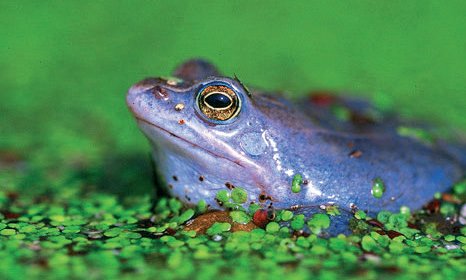 Ranita (Hyla arborea) azul. La rana verde, al perder su pigmento amarillo, se vuelve azul (azul Tyndall) por una mutación genética.