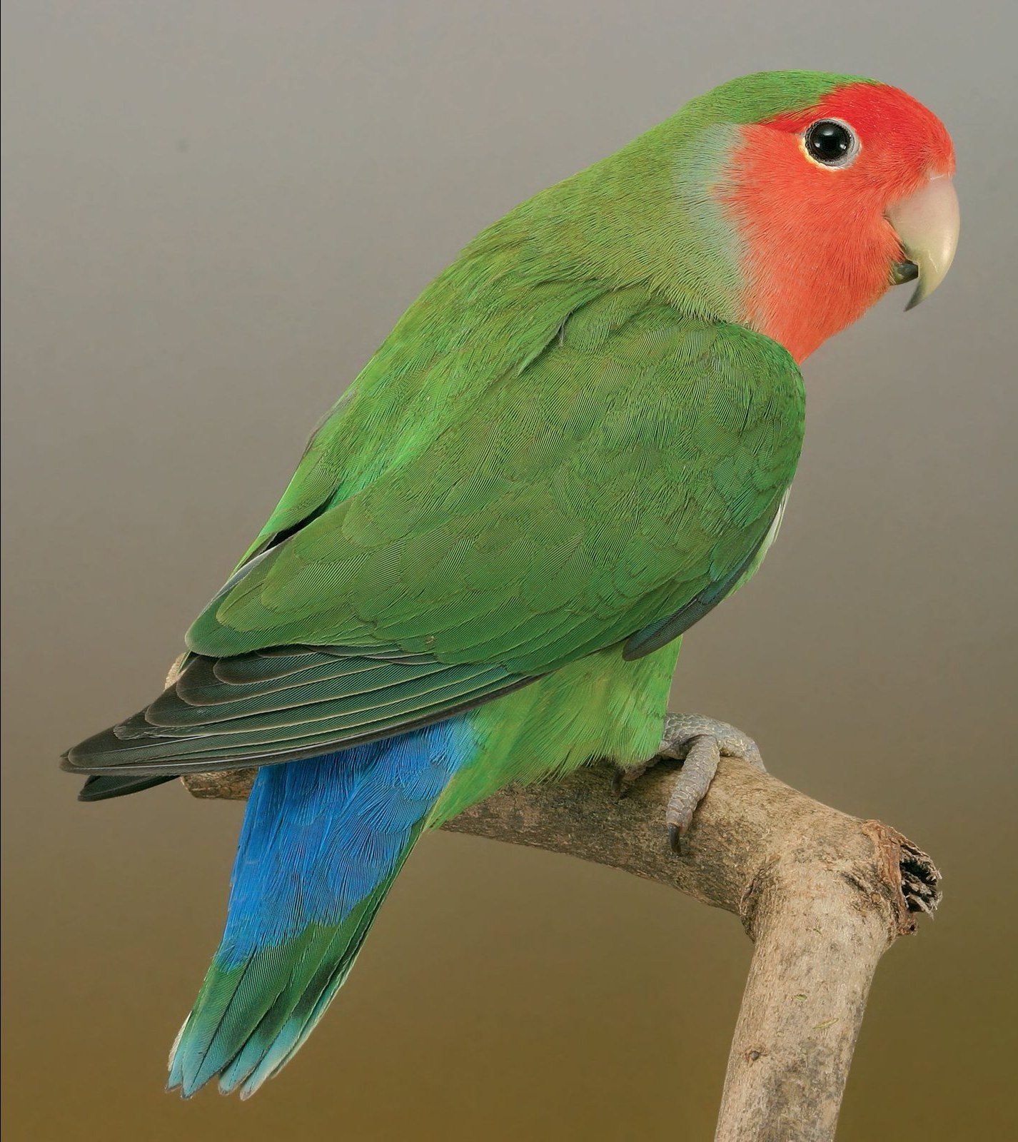 Ejemplo de coloración verde de naturaleza difusa (pigmento amarillo + azul Tyndall). Interesante el obispillo pigmentado, que aparece azul.