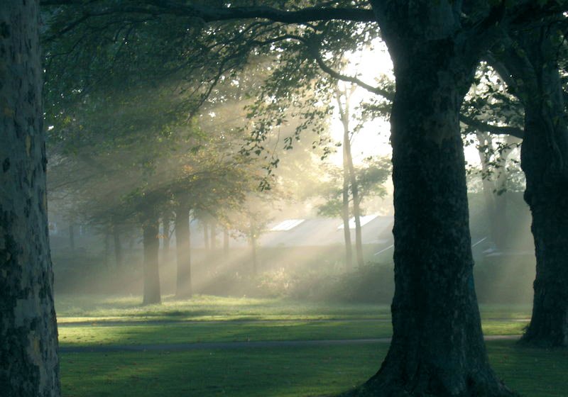 Efecto Tyndall de los rayos solares en la niebla.