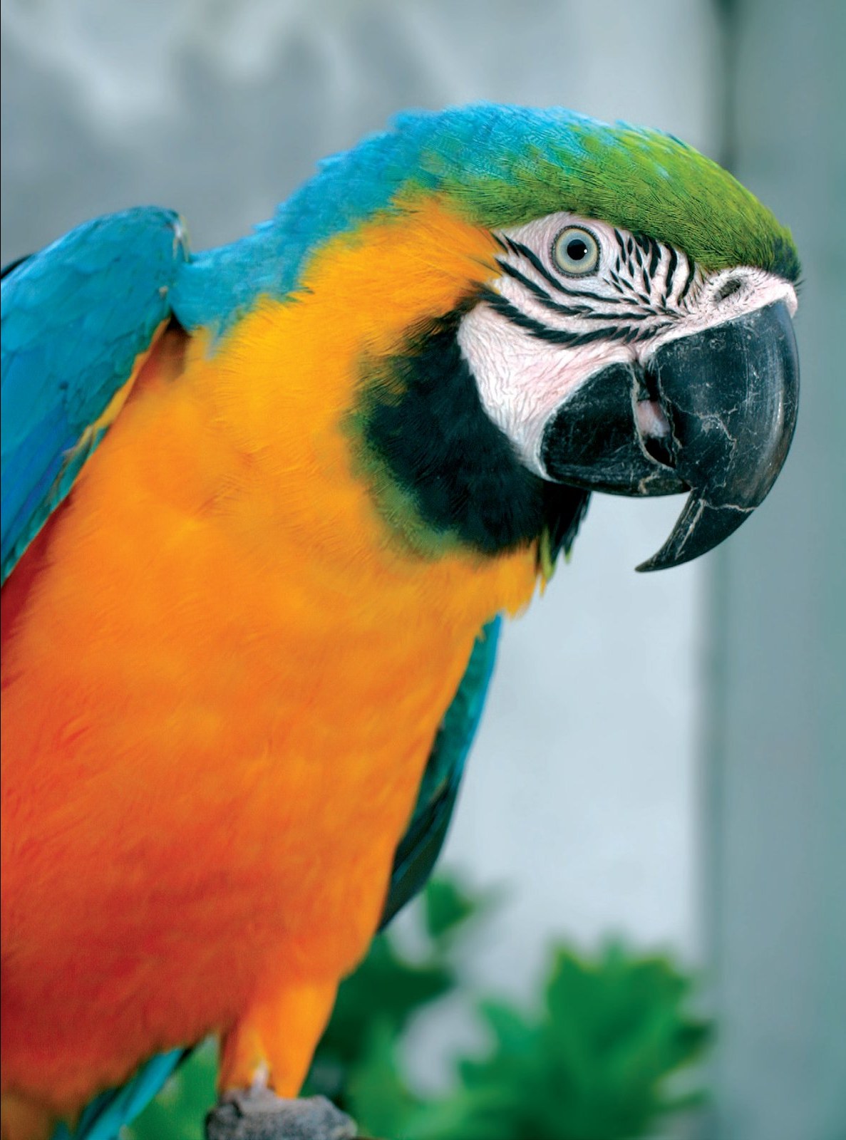 Evidente el color verde difuso sobre la cabeza del Ara ararauna, pero también el azul estructural y el amarillo pigmentario.