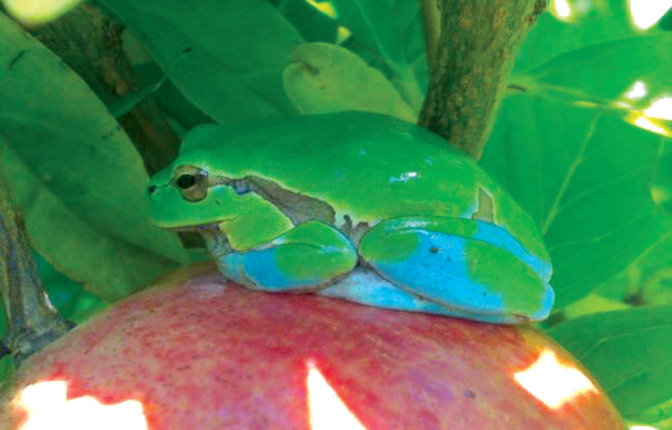 Excepcional esta fotografía de una ranita variopinta posada sobre un pedazo de manzana. El efecto de los anticriptogámicos ha eliminado en varias zonas el pigmento amarillo, dejando al descubierto así el color estructural azul.