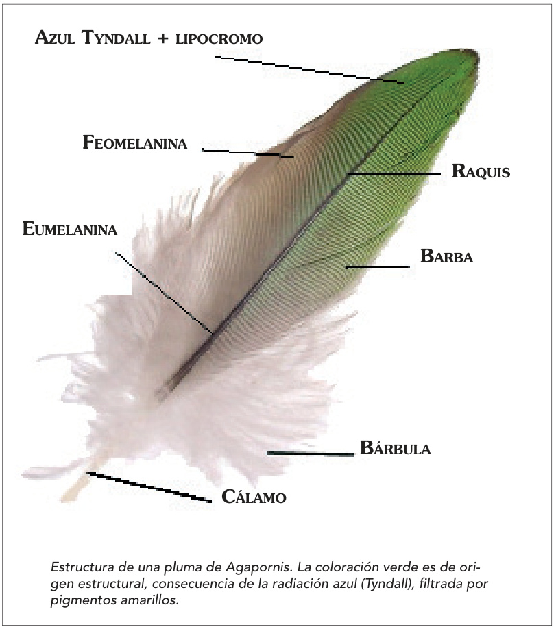 Estructura de una pluma de Agapornis. La coloración verde es de origen estructural, consecuencia de la radiación azul (Tyndall), filtrada por pigmentos amarillos.