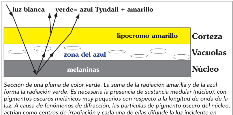 Sección de una pluma de color verde. La suma de la radiación amarilla y de la azul forma la radiación verde. Es necesaria la presencia de sustancia medular (núcleo), con pigmentos oscuros melánicos muy pequeños con respecto a la longitud de onda de la luz. A causa de fenómenos de difracción, las partículas de pigmento oscuro del núcleo, actúan como centros de irradiación y cada una de ellas difunde la luz incidente en todas direcciones, a través de la zona de vacuolas.
