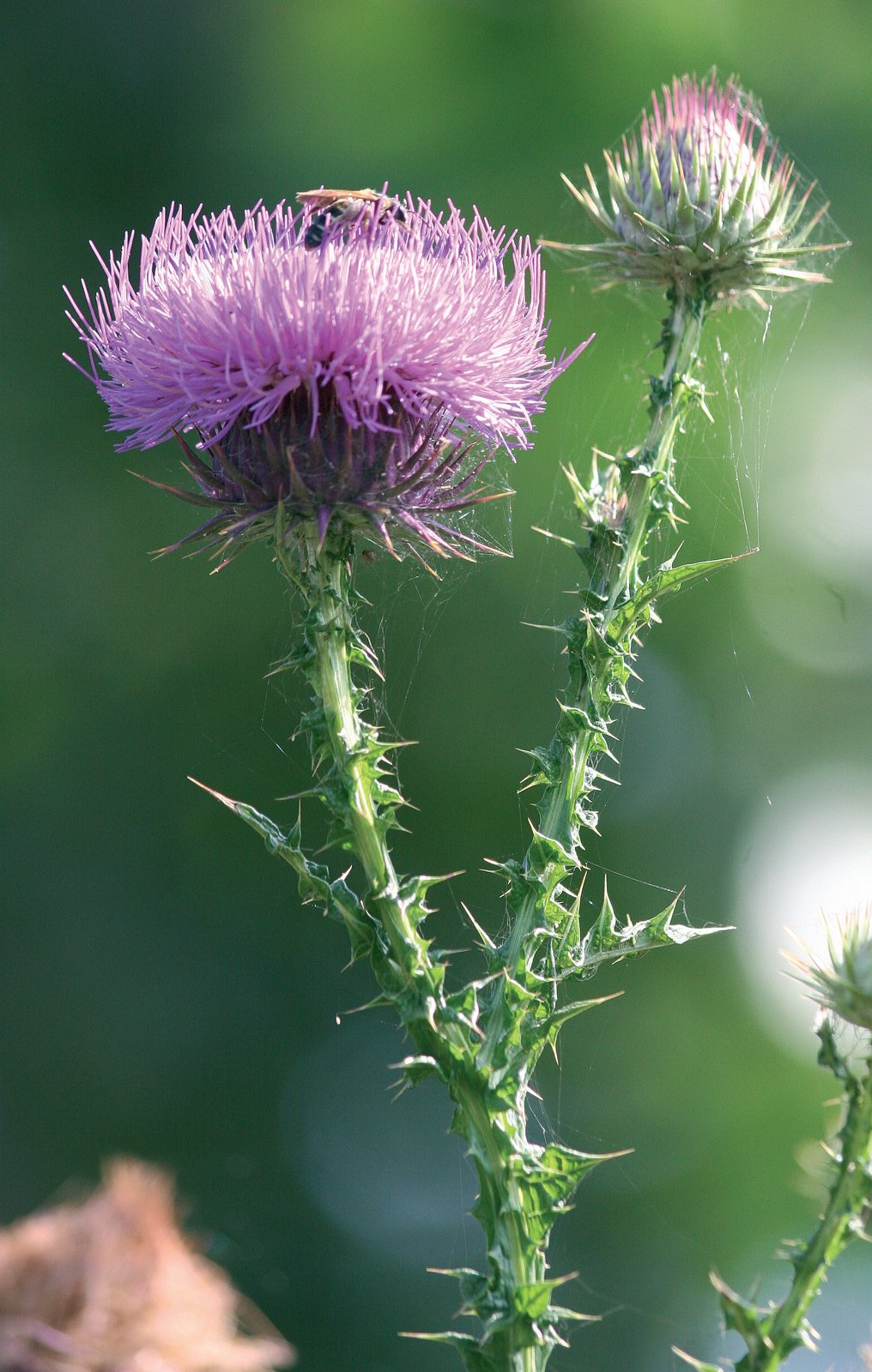 Cardo del demonio en flor (Onopordum illyricum).