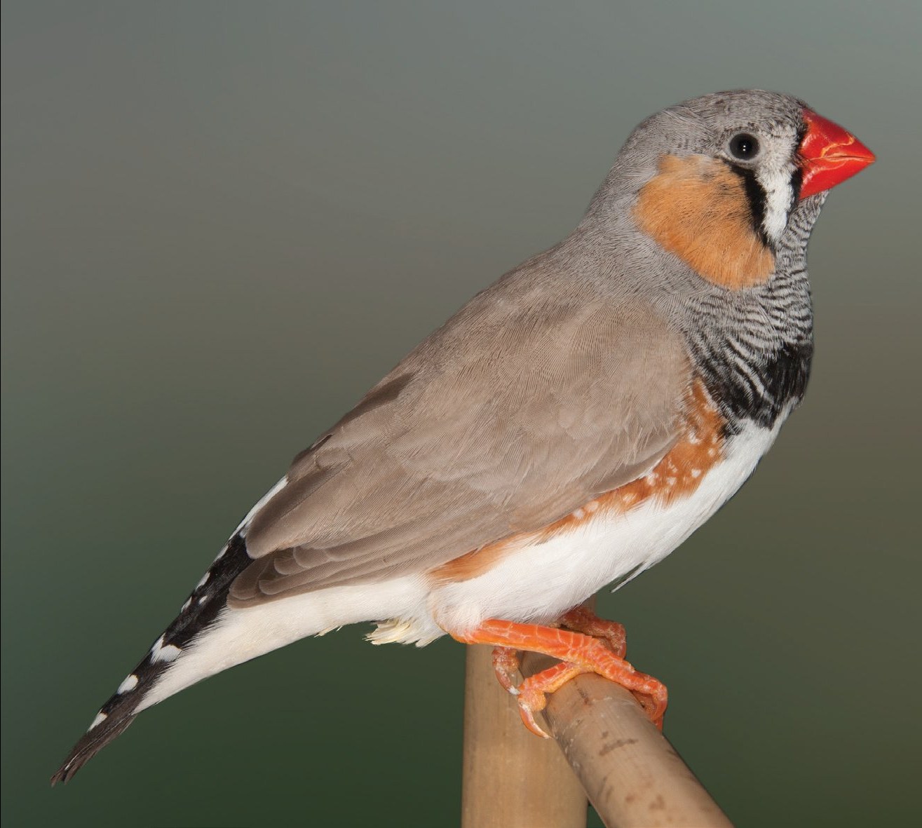 Diamante Mandarín Gris Dorso Claro macho visto de costado, donde se aprecia la distinta coloración de la cabeza y la nuca con respecto a la del dorso y las alas.