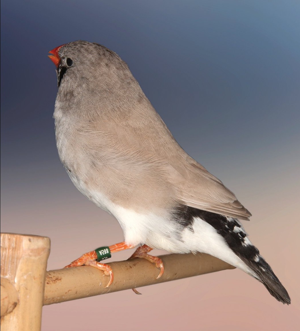 Arriba Derecha: Vista dorsal de una hembra de diamante mandarín gris dorso claro donde se aprecia la distinta coloración entre la cabeza y la nuca y el dorso y las alas.