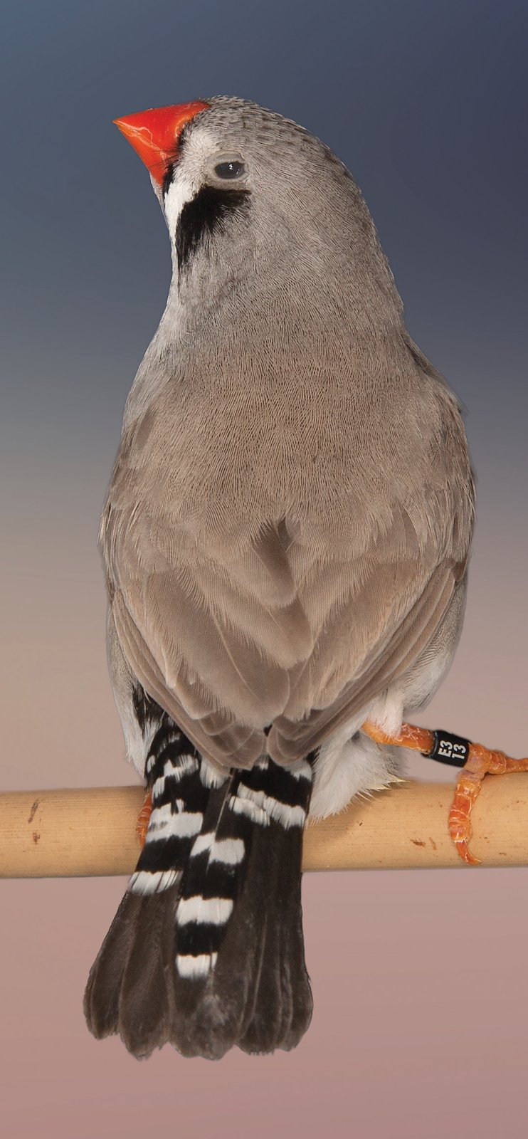 Vista dorsal de hembra de diamante mandarín gris dorso claro donde se puede apreciar la diferencia de coloración entre el dorso y las alas y las cabeza y la nuca y el moteado más oscuro que resalta del gris uniforme de la cabeza.