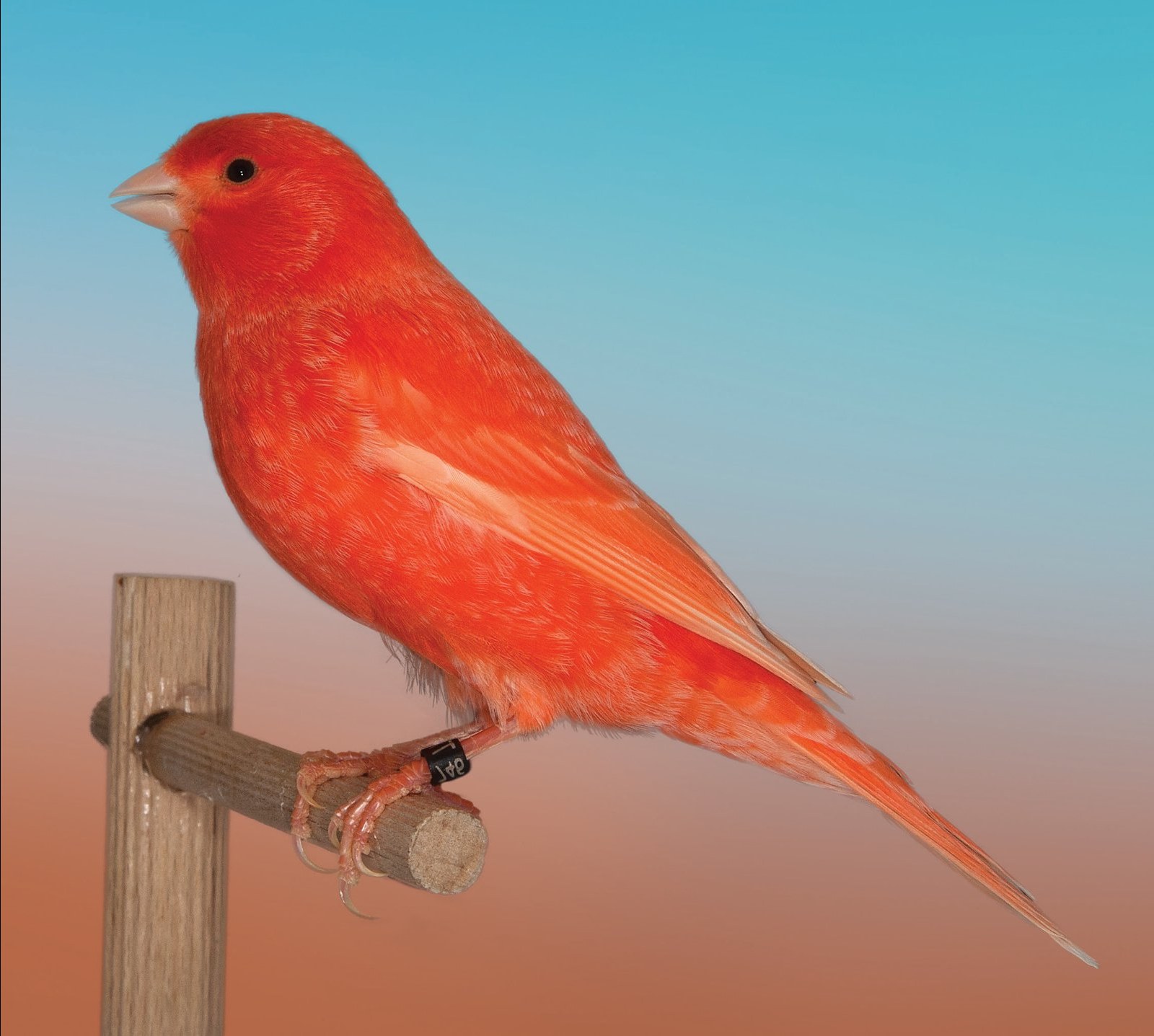 El canario de color, pese a sus diferencias cromáticas con respecto al canario silvestre, presenta un gran número de genes comunes, al corresponder ambos a una única especie, Aviario: Vicente Blasco Pérez.