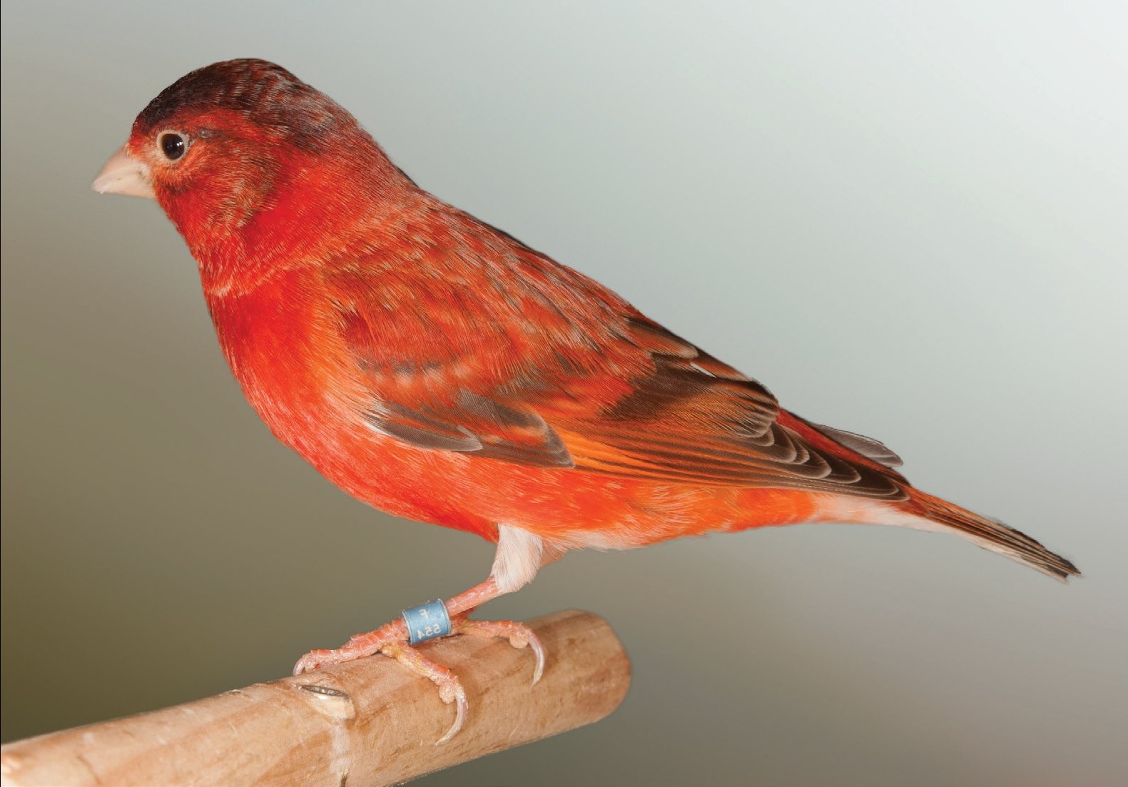 Híbrido de macho de Cardenalito de Venezuela x Hembra de Canaria Bruno. La hibridación modifica el genoma del canario. Aviario: J.A. Abellán.