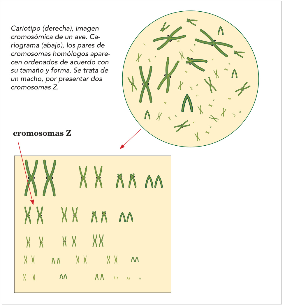 Cariotipo (derecha), imagen cromosómica de un ave. Cariograma (abajo), los pares de cromosomas homólogos aparecen ordenados de acuerdo con su tamaño y forma. Se trata de un macho, por presentar dos cromosomas Z.