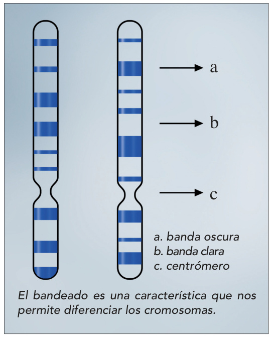 El bandeado es una característica que nos permite diferenciar los cromosomas. a. banda oscura b. banda clara c. centrómero