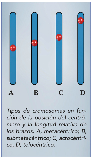 Tipos de cromosomas en función de la posición del centrómero y la longitud relativa de los brazos. A, metacéntrico; B, submetacéntrico; C, acrocéntrico, D, telocéntrico.