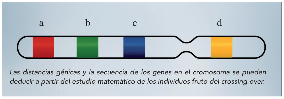 Las distancias génicas y la secuencia de los genes en el cromosoma se pueden deducir a partir del estudio matemático de los individuos fruto del crossing-over.