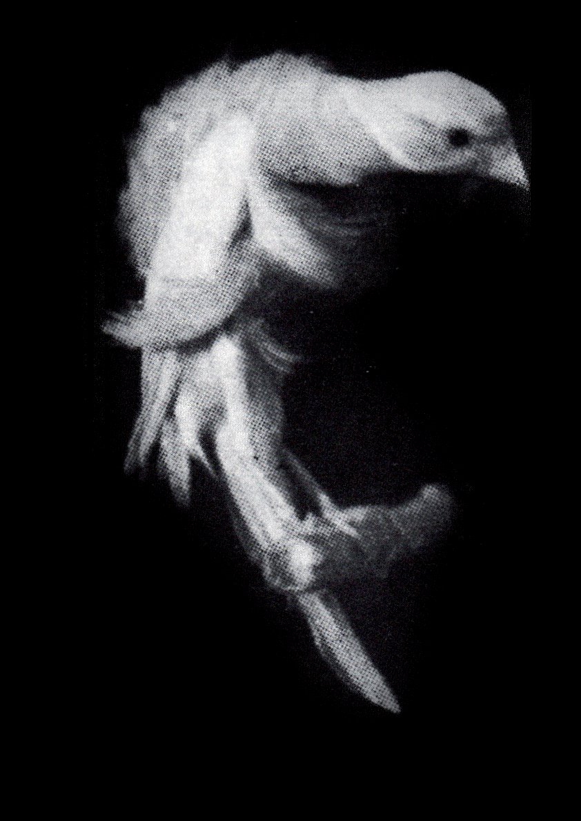Bossu arricciato italiano en forma de C. Foto: Giovanni Spadini, 1937.