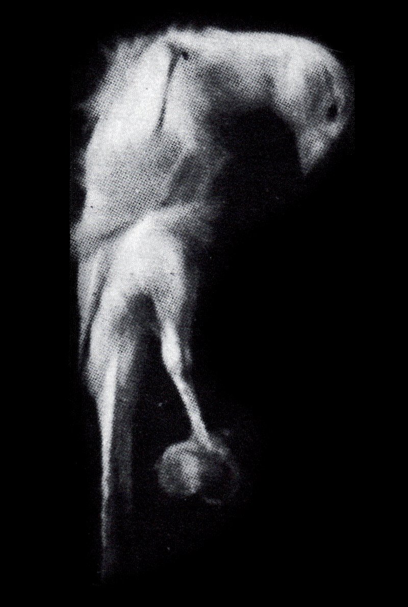 Bossu arricciato italiano en forma de7. Foto: Giovanni Spadini, 1937.