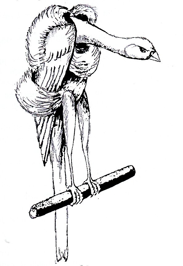 Bossu arricciato italiano, dibujo de 1940, publicado en el número de junio-julio 1941, del periódico “Il Canarino”.