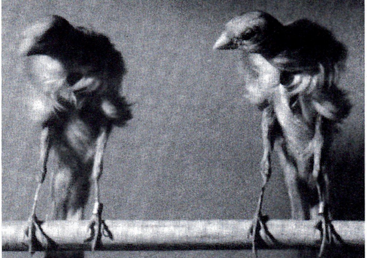 Izda.: Foto histórica representando dos Larianello criados por a Sra. Maria Giamminola, en el año 1949.