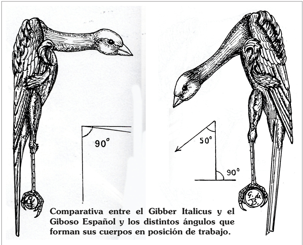 Comparativa entre el Gibber Italicus y el Giboso Español y los distintos ángulos que forman sus cuerpos en posición de trabajo.