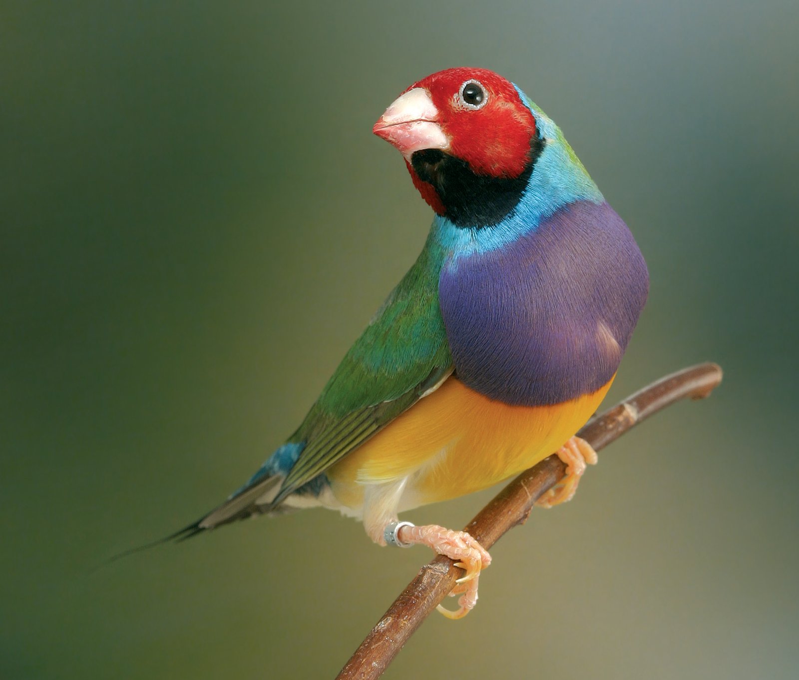 Diamante de Gould Cabeza roja pecho blanco.