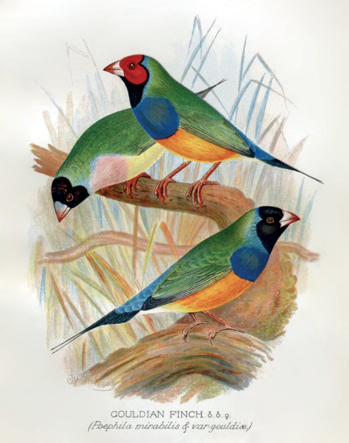 A.G Butler y F.W Frohawk: Gouldian Finch” (1899)