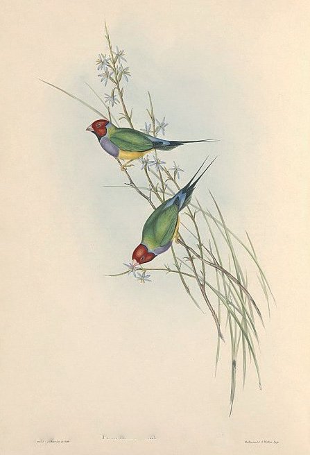 Abajo: John Gould y H. c. Richter: “Poephila mirabilis (1840-1848)