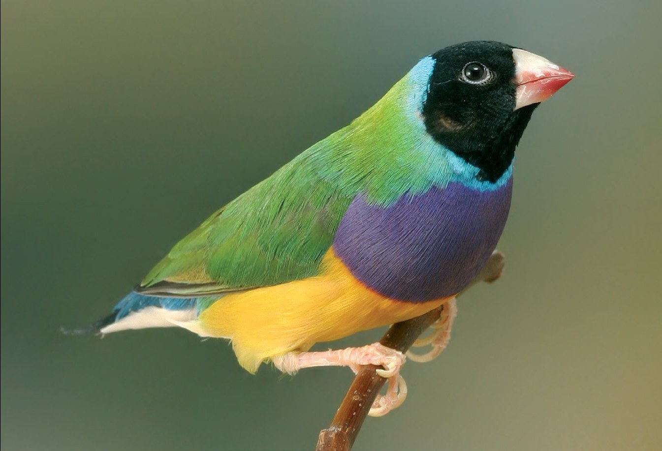 Arriba: Diamante de Gould cabeza negra.