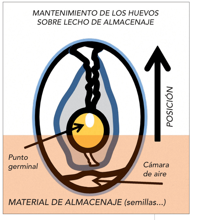 Mantenimiento de los huevos sobre lecho de almacenaje: posición, punto germinal, cámara de aire y material de almacenaje.
