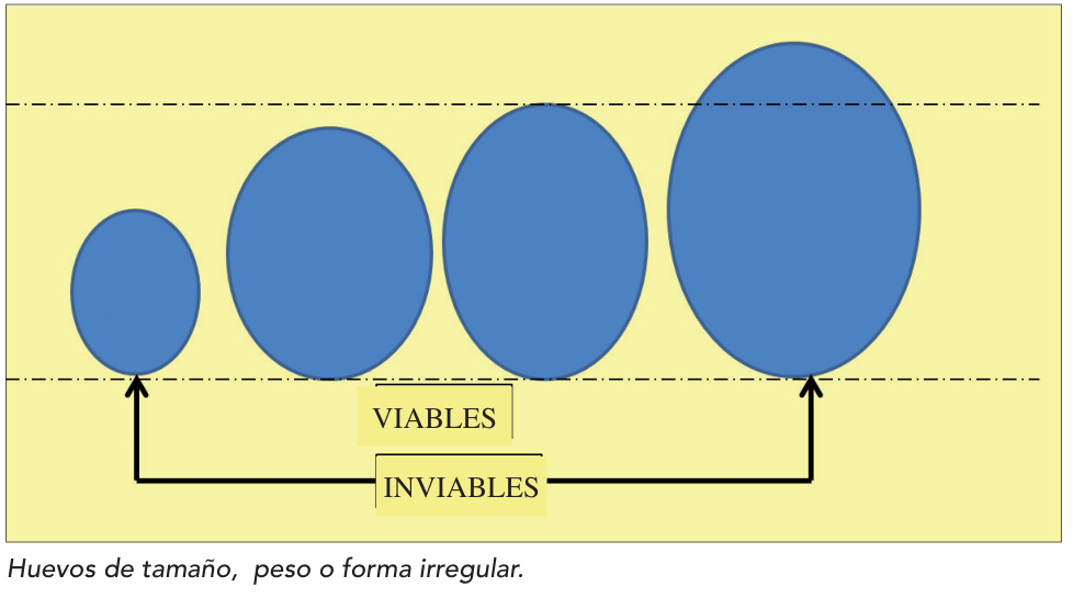 Huevos de tamaño, peso o forma irregular.