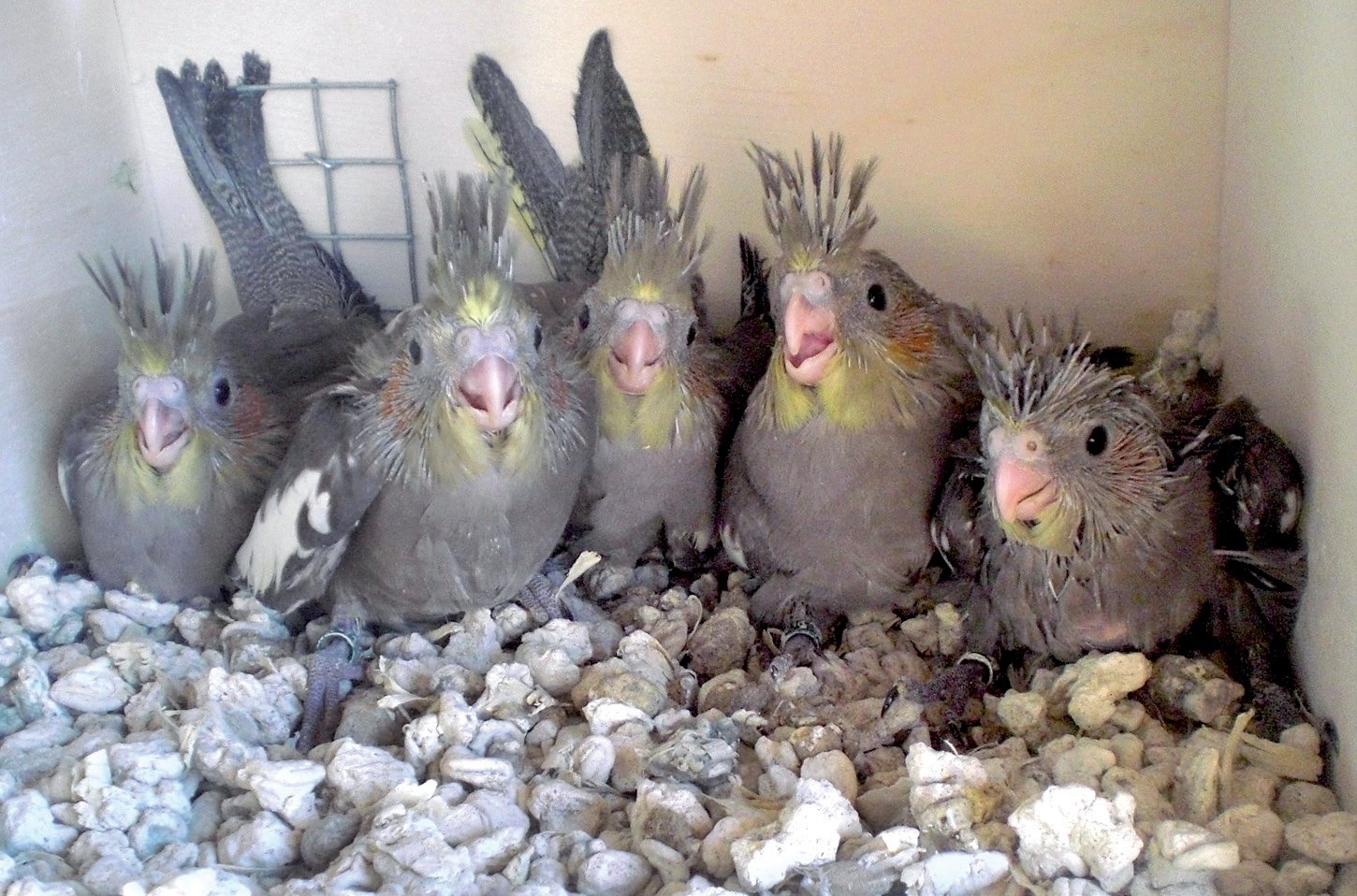 Página anterior: Pollos jóvenes en los nidos