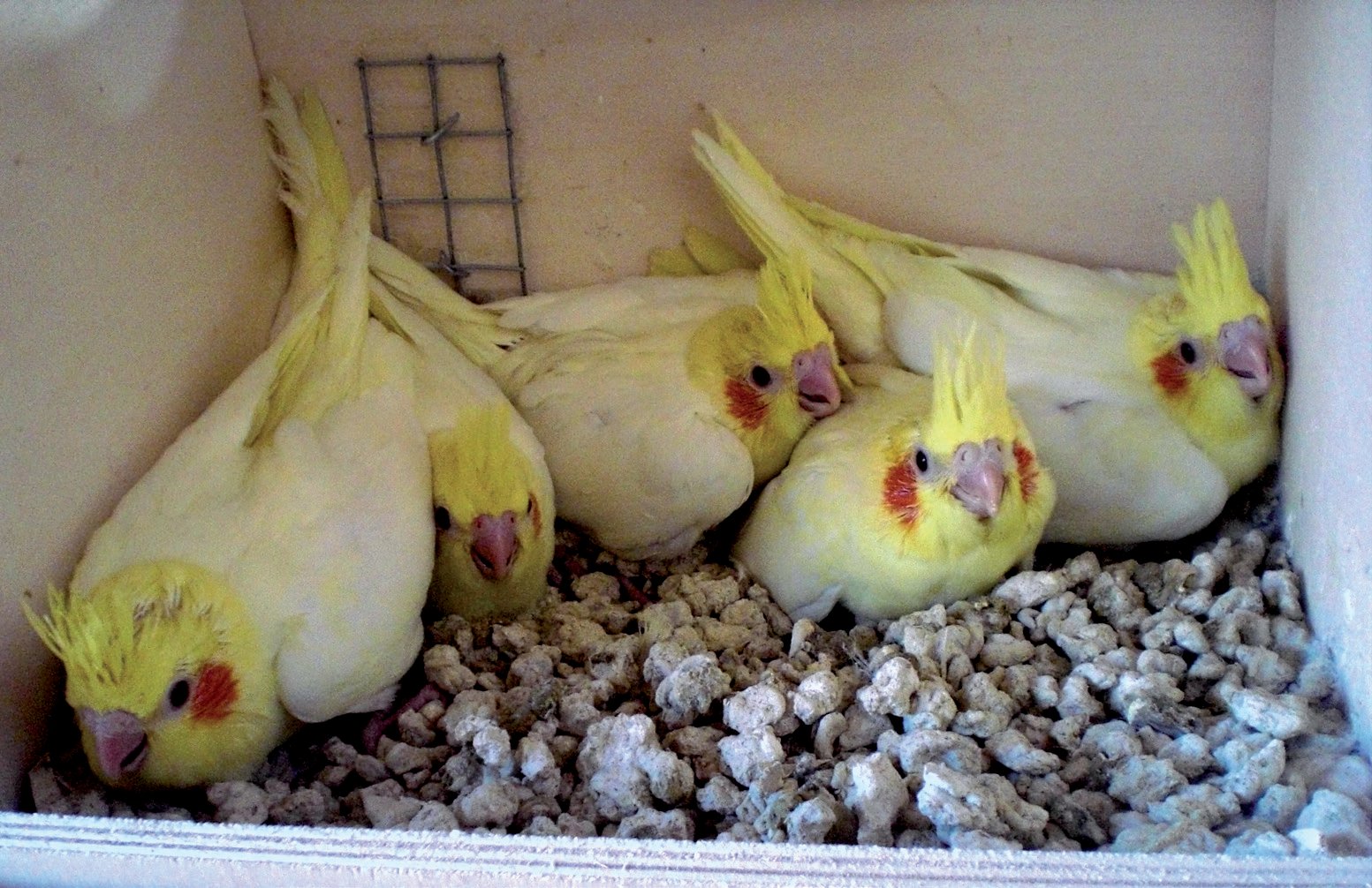 Página anterior: Pollos jóvenes en los nidos