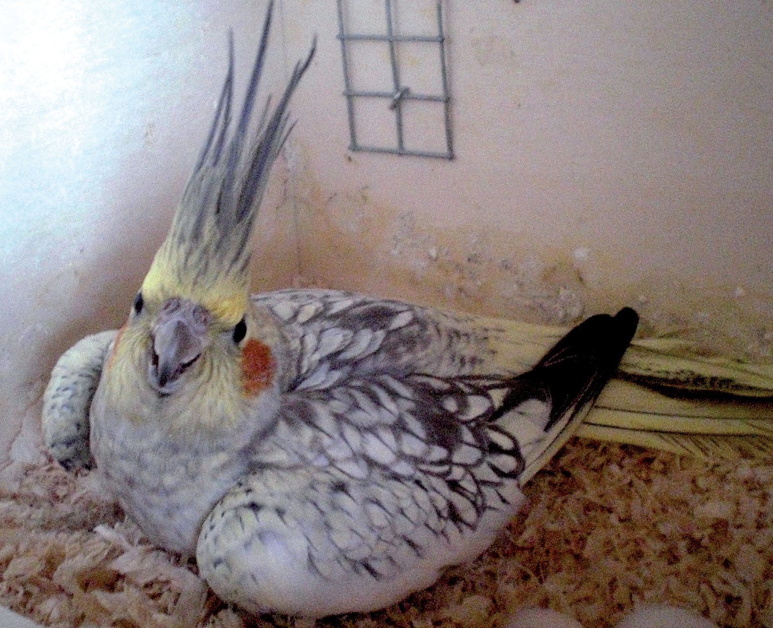Dcha.: Hembra de Ninfa perlada incubando.