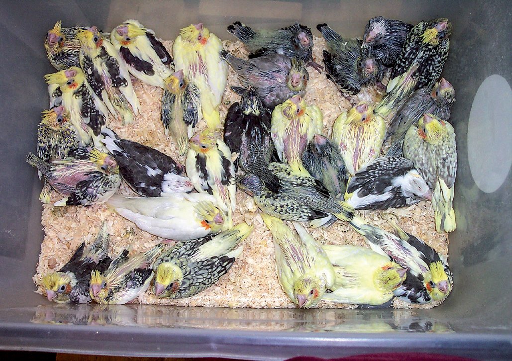 Grupo de ninfas para empapillar en un cajón de la nursery.