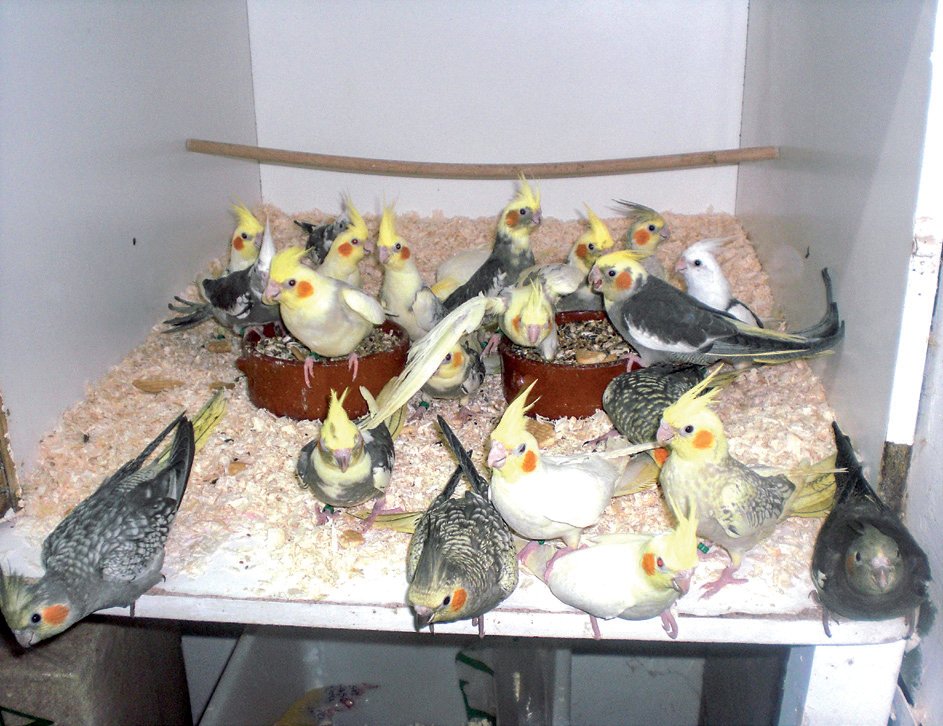 Ninfas criadas a mano, recién emancipadas, listas para ser mascotas.