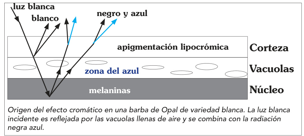 Origen del efecto cromático en una barba de Opal de variedad blanca. La luz blanca incidente es reflejada por las vacuolas llenas de aire y se combina con la radiación negra azul.