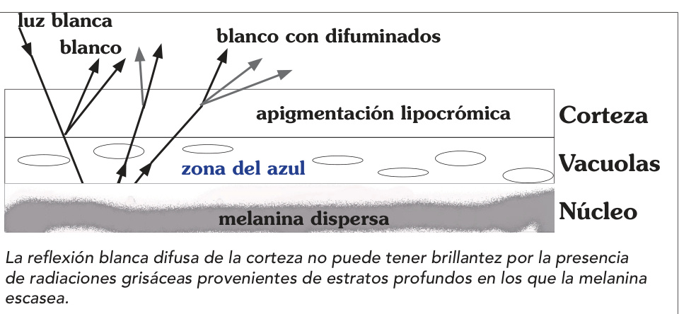 La reflexión blanca difusa de la corteza no puede tener brillantez por la presencia de radiaciones grisáceas provenientes de estratos profundos en los que la melanina escasea.