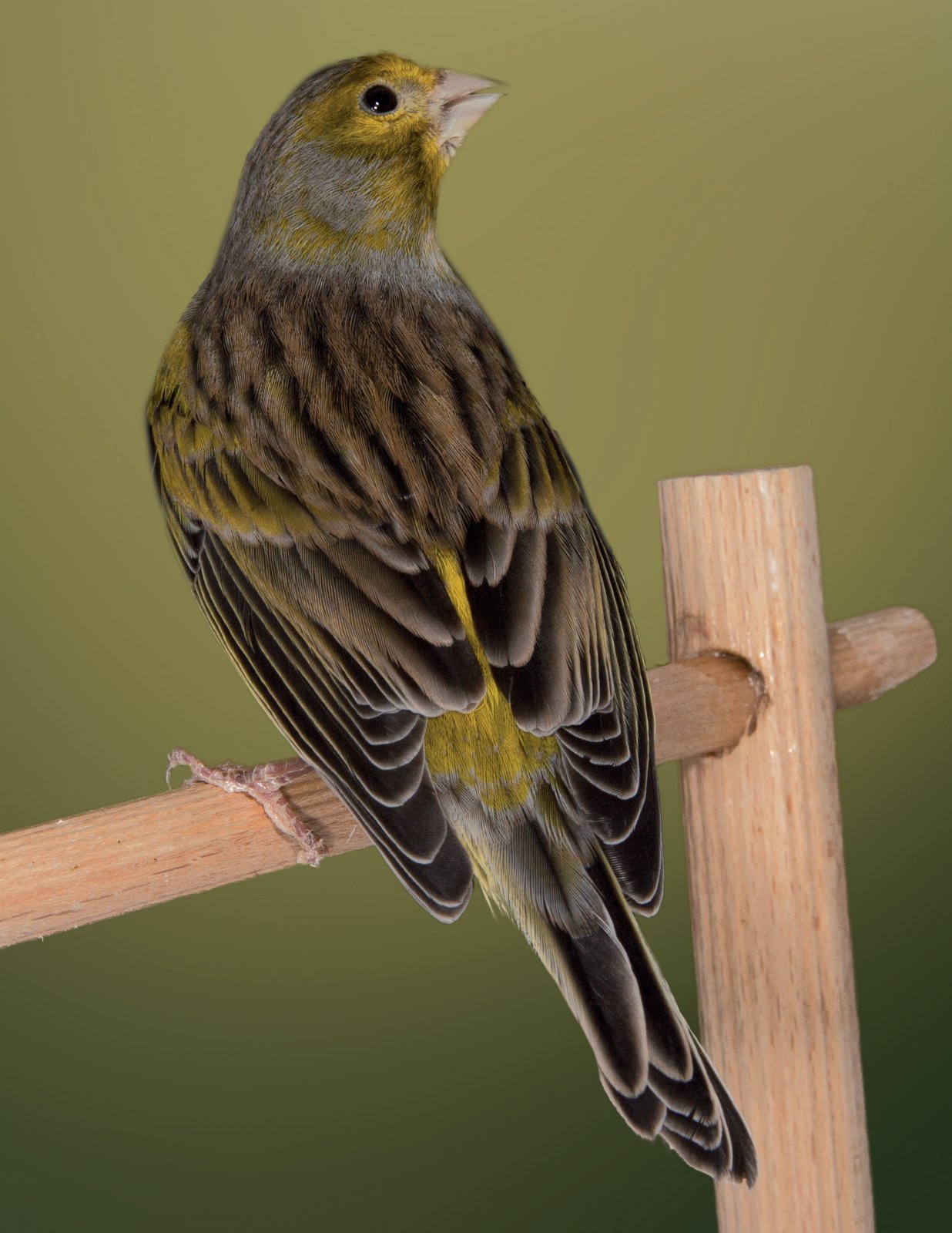 Canario ancestral. Aviario: Víctor Falcón. La siguiente composición fotográfica pone de manifiesto la diferencia fenotípica, en cuanto a diseño, entre el ejemplar ancestral y un canario negro ajustado al estándar actual. En la naturaleza, a lo largo de los años, tener el diseño ancho no ha supuesto una señal honesta de calidad por lo que no se ha seleccionado. En cambio en ornitocultura se ha seleccionado este diseño en ejemplares negros como estándar de belleza. Para que esto haya sido posible, ha sido necesario fijar una mutación que produce una variación en la forma de la pluma. El éxito en la selección de este diseño está basado en conocer qué tipo de pluma lo produce y cómo se trasmite.