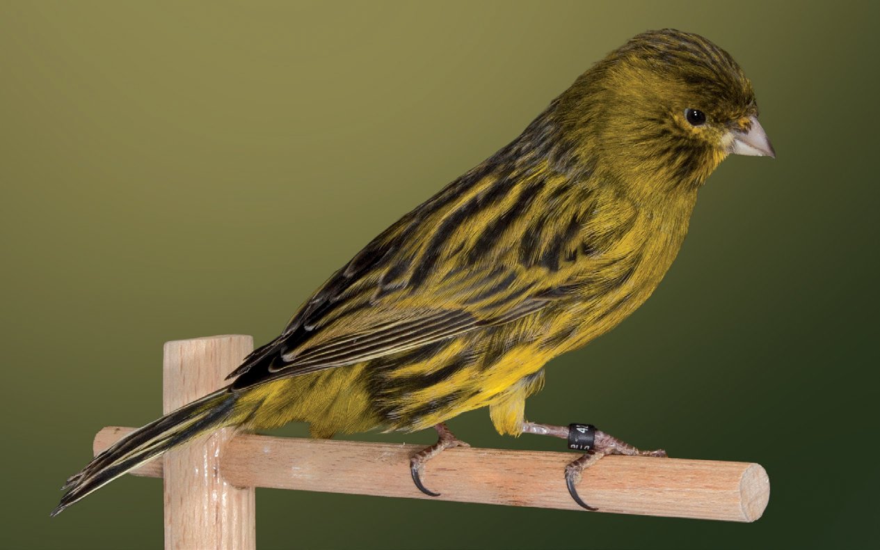Negro amarillo intenso. Aviario: Víctor Castillo Ruíz. La siguiente composición fotográfica pone de manifiesto la diferencia fenotípica, en cuanto a diseño, entre el ejemplar ancestral y un canario negro ajustado al estándar actual. En la naturaleza, a lo largo de los años, tener el diseño ancho no ha supuesto una señal honesta de calidad por lo que no se ha seleccionado. En cambio en ornitocultura se ha seleccionado este diseño en ejemplares negros como estándar de belleza. Para que esto haya sido posible, ha sido necesario fijar una mutación que produce una variación en la forma de la pluma. El éxito en la selección de este diseño está basado en conocer qué tipo de pluma lo produce y cómo se trasmite.