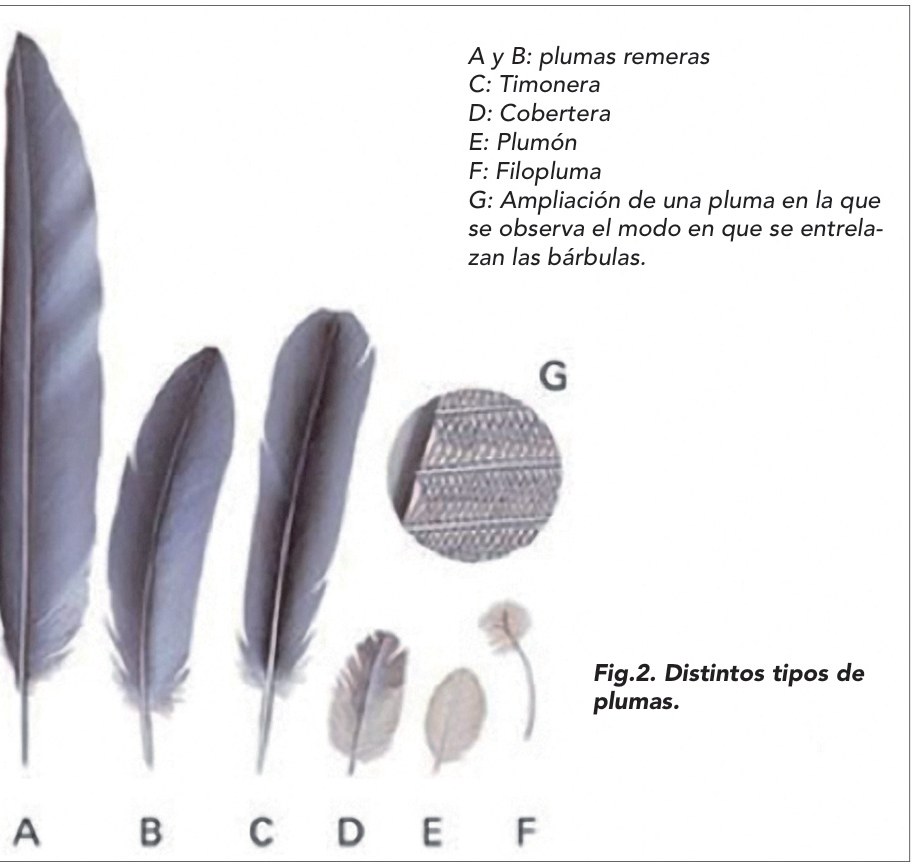 Fig.2. Distintos tipos de plumas. A y B: plumas remeras C: Timonera D: Cobertera E: Plumón F: Filopluma G: Ampliación de una pluma en la que se observa el modo en que se entrelazan las bárbulas.
