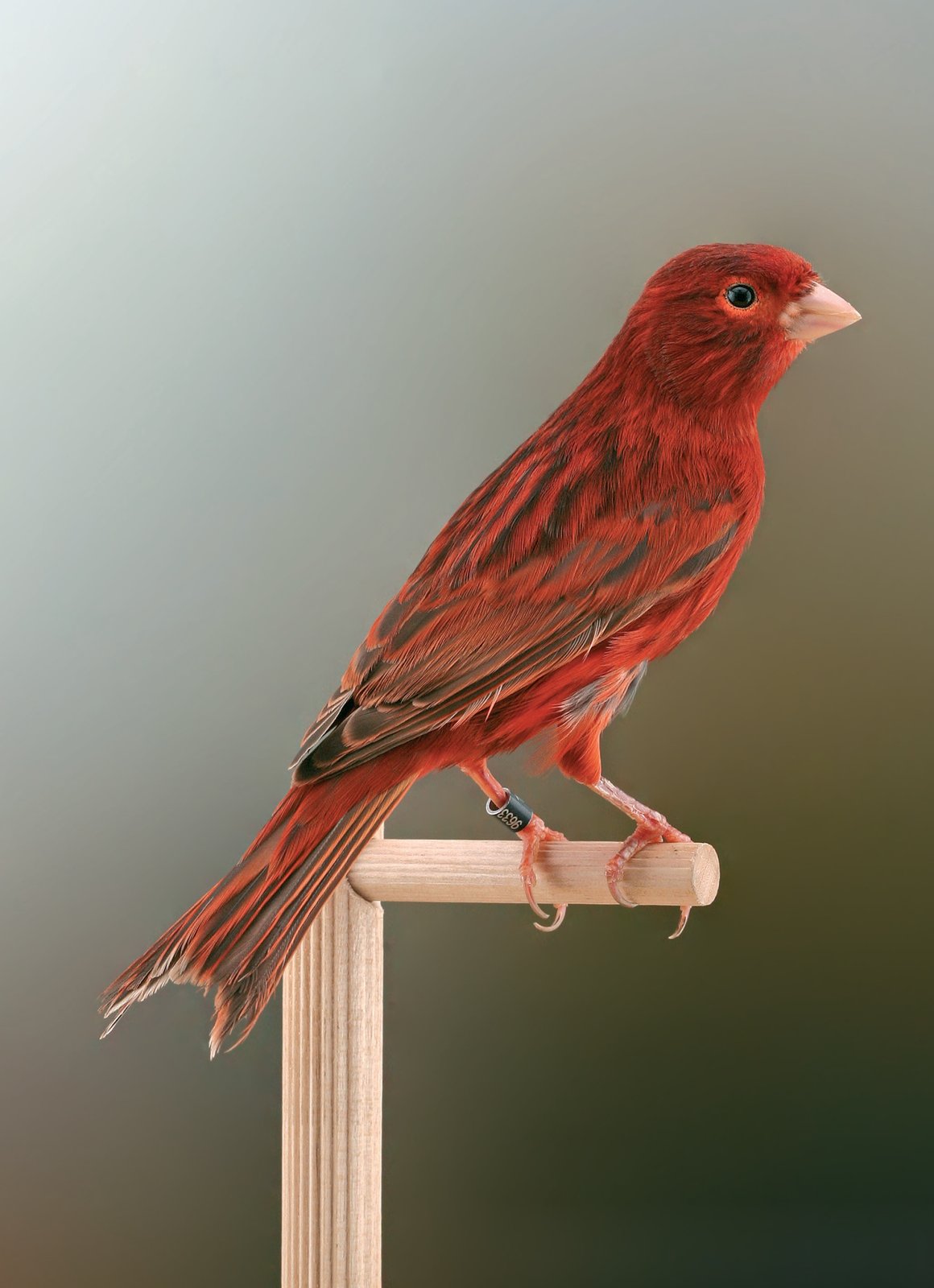 Bruno intenso rojo Este canario puede considerarse excelente en todos los aspectos, pero carece absolutamente de feomelanina. En los últimos años ha sido una selección errada, tendente a aumentar la tonalidad del diseño y a reducir la presencia de feomelanina. Si por un lado esto favorece la exaltación del diseño, que destaca mejor sobre el fondo gracias al mayor contraste con el lipocromo (o con el blanco en ausencia de este último), por otro lado,esa disminución de feomelanina priva al Bruno de una componente esencial de las melaninas que se contemplan en el estándar de este canario.