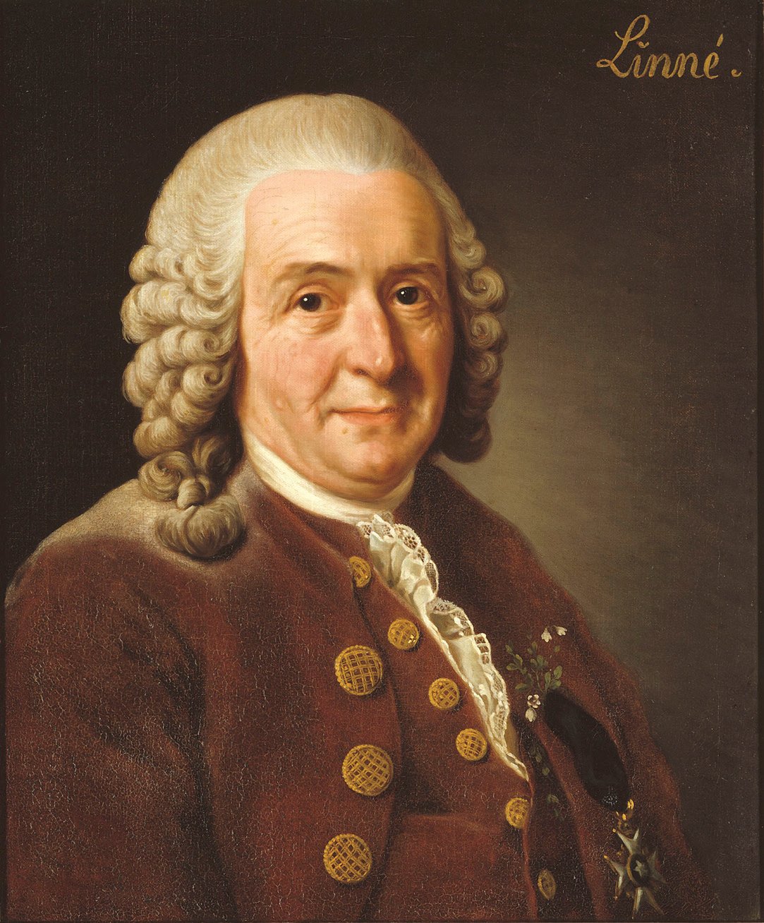 Carl von Linné, creador del sistema de nomenclatura científica moderno. Retratado por Alexander Roslin en 1775.