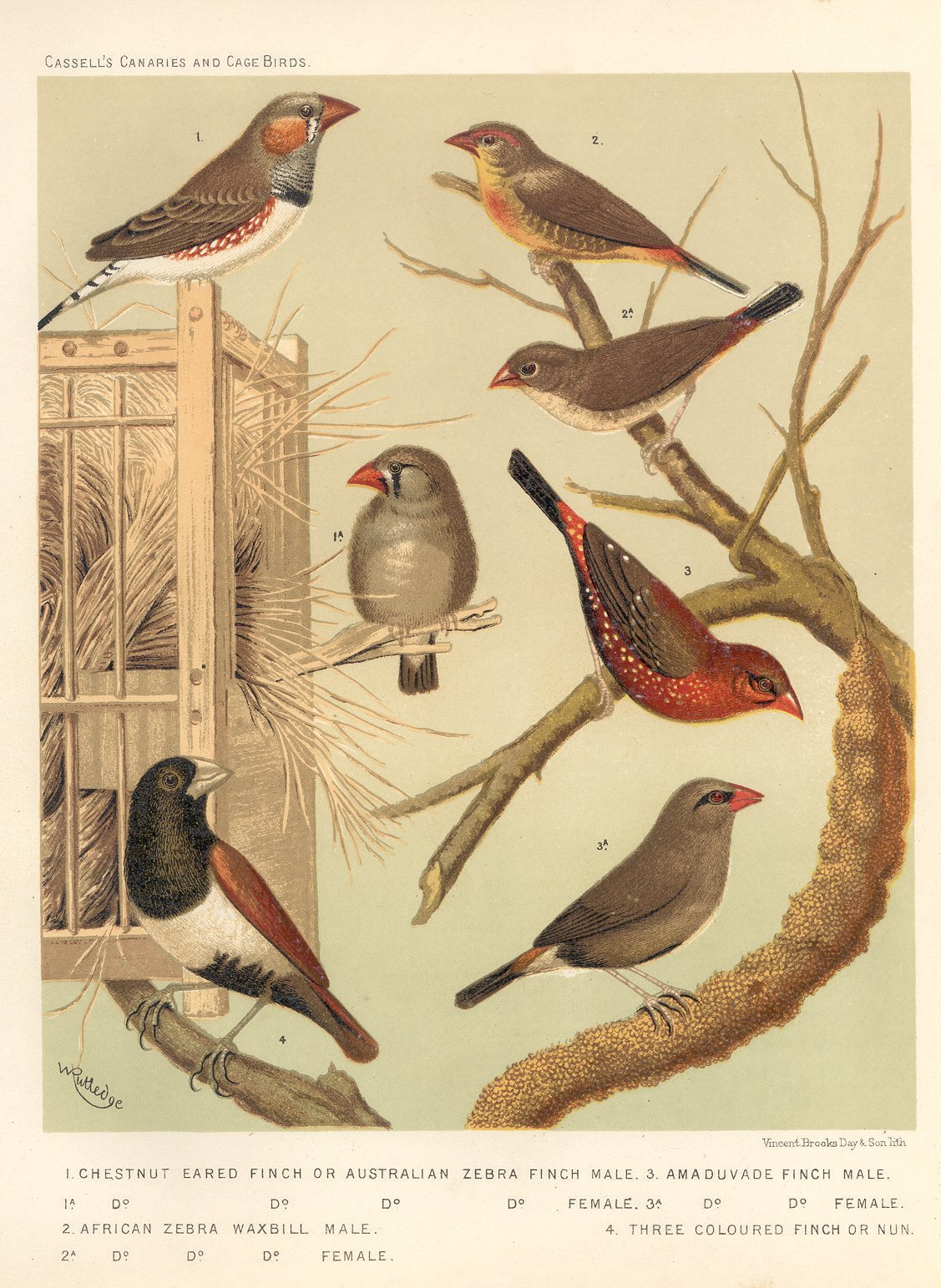Representación, entre otros, de Diamante Mandarín en una antigua lámina inglesa de la obra de Casell. 1. Diamante Mandarín macho. 2. Bengalí rayado. 3. Estrilda amandava. 4. Capuchino tricolor hembra. Obsérvese que junto al nombre en inglés más extendido en la actualidad (zebra finch), la leyenda de la lámina también denomina al diamante mandarí n“chesnut eared finch” (“pinzón de orejas castañas”), el nombre original que le otorgó Gould y que recoge el epíteto específico guttata.