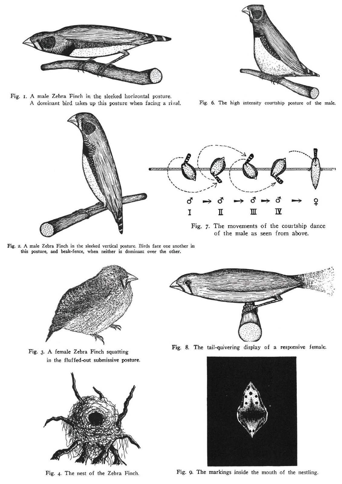 Algunas de las ilustraciones de Desmond Morris que acompañaban a su trabajo pionero sobre el comportamiento del diamante mandarín, publicado en la revista Behavior, en 1954. Traducción de las leyendas de cada ilustración: Fig. 1. Diamante mandarín macho en postura horizontal. Un macho dominante adopta esta postura cuando hace frente a un rival; Fig 2. Diamante mandarín macho en postura vertical. Las aves adoptan esta postura, enfrentándose con el pico, cuando no hay una clara dominancia de uno frente al otro; Fig 3. Hembra de diamante mandarín en postura sumisa, agachada y con el plumaje ahuecado; Fig. 4. El nido del diamante mandarín; Fig. 6. Postura de cortejo de alta intensidad del macho; Fig. 7. Movimientos de la danza de cortejo del macho vistos desde arriba; Fig 8. Pauta de agitación de la cola de la hembra receptiva; Fig. 9. Marcas del interior de la boca del pollo”.