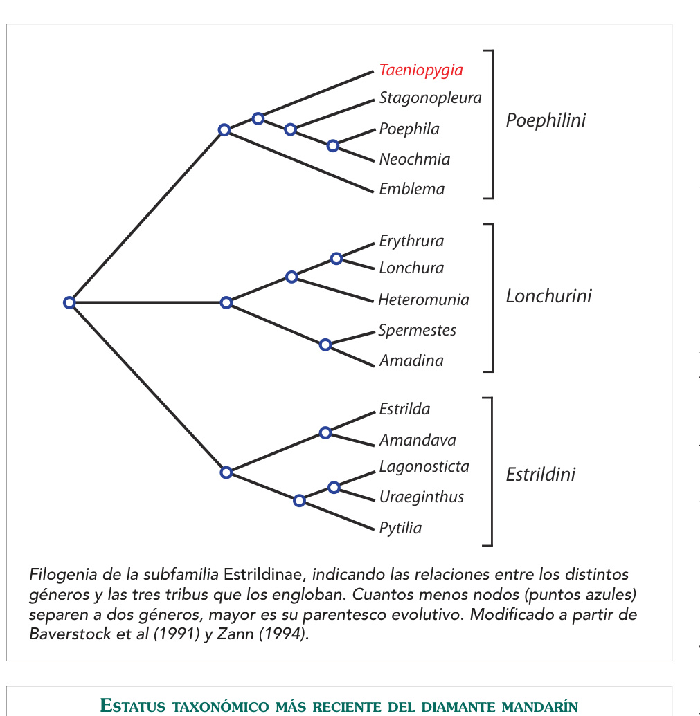 Filogenia de la subfamilia Estrildinae, indicando las relaciones entre los distintos géneros y las tres tribus que los engloban. Cuantos menos nodos (puntos azules) separen a dos géneros, mayor es su parentesco evolutivo. Modificado a partir de Baverstock et al (1991) y Zann (1994).