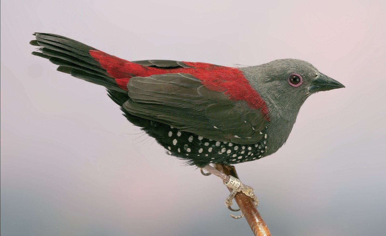 Distribución geográfica (Finch and Sparrow. Helm 1999).