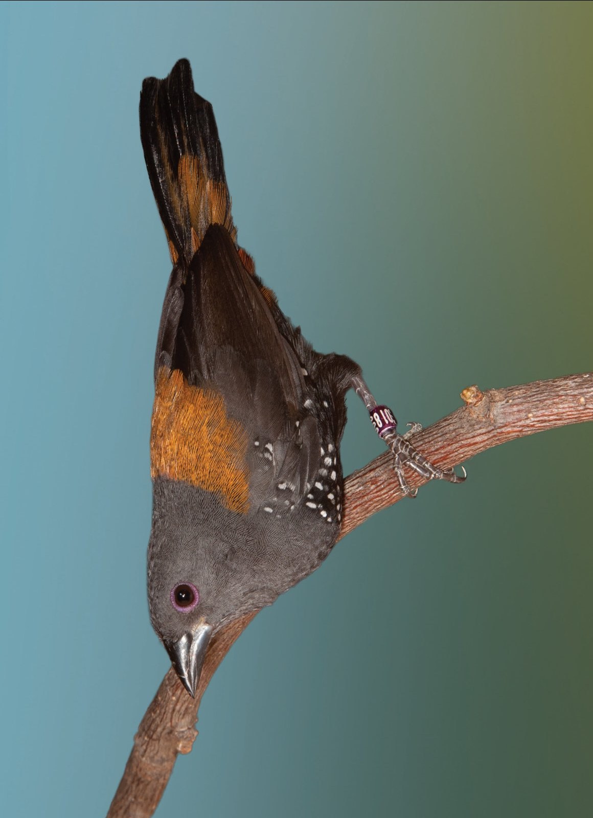 Estrilda de Dybowski mutación naranja.