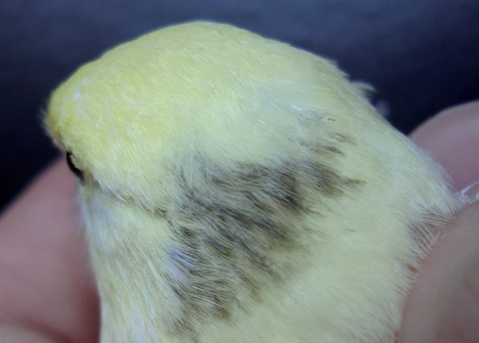 1. Hembra joven con mancha negra en la cabeza.